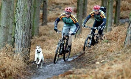 Como lidar com cachorros