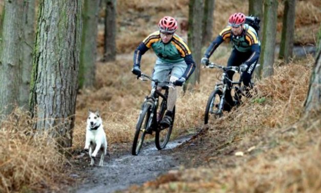 Como lidar com cachorros